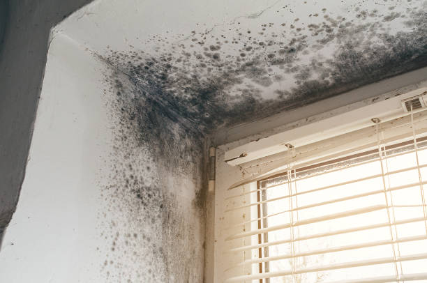 Affordable Mold Remediation solutions in Waverly, VA